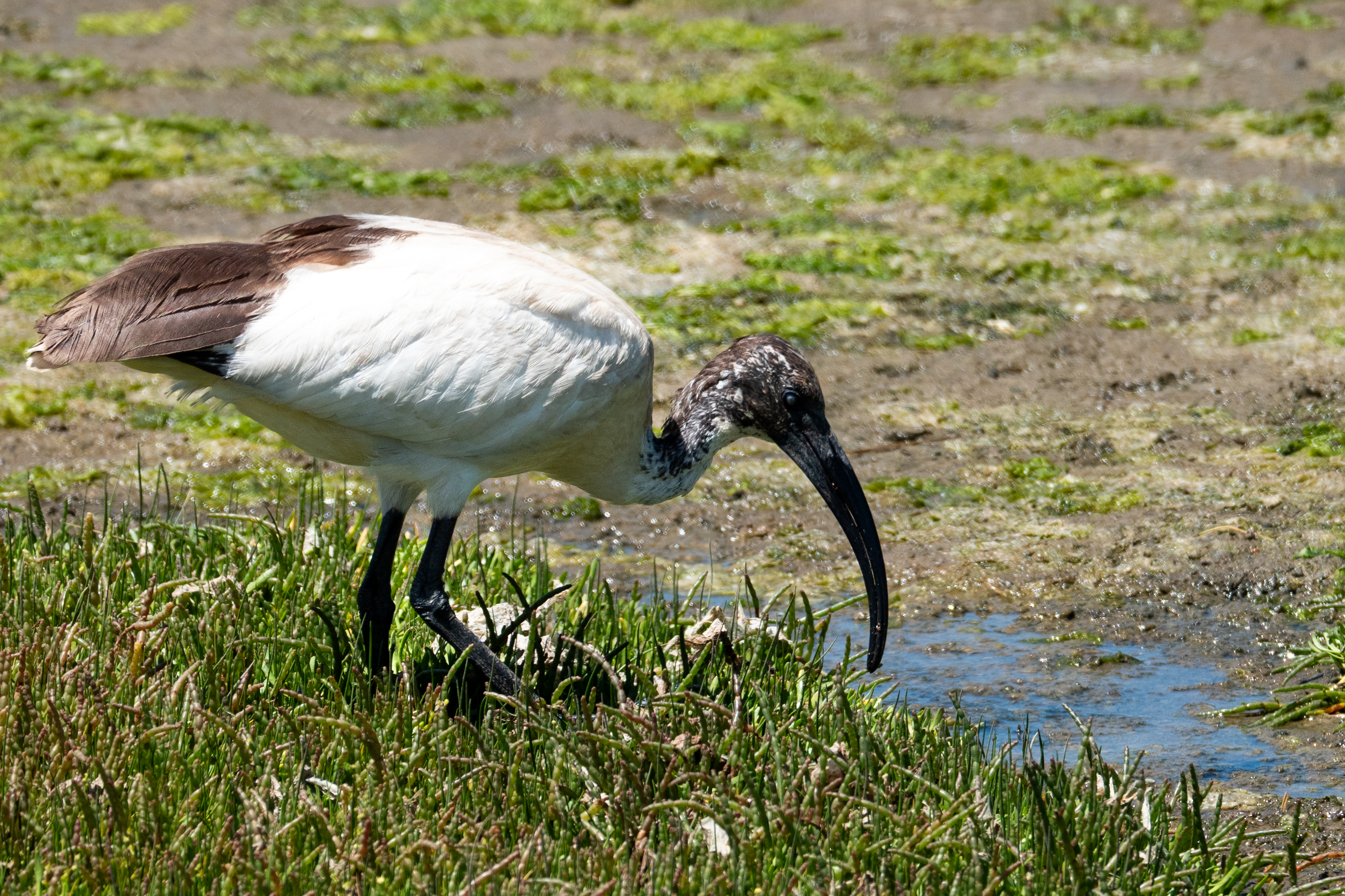 Hellaugen Ibis